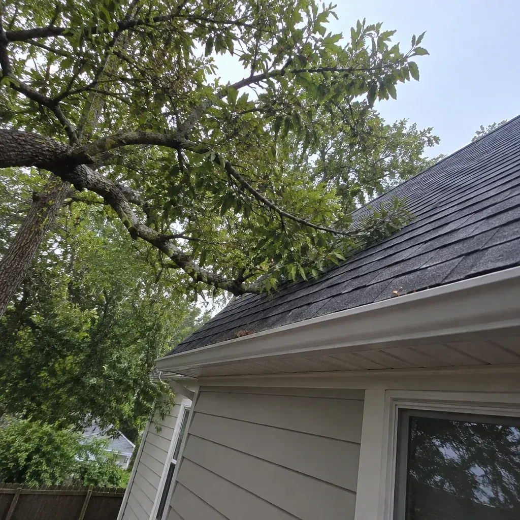Kenosha Shed Rodent Control Mistakes to Avoid